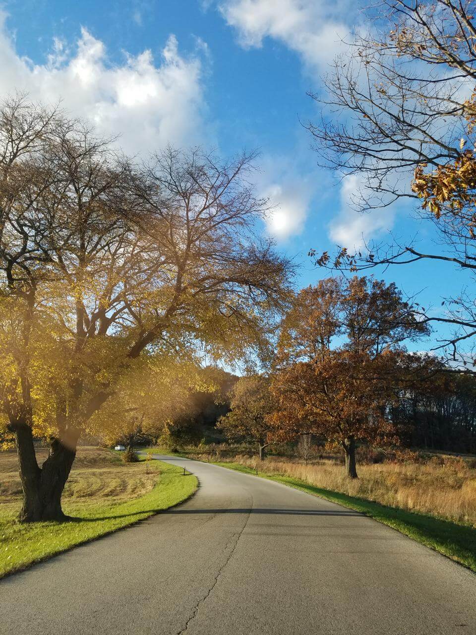 Winding road through an autumn park with bare trees and a blue sky